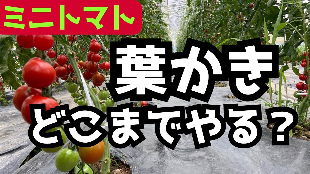 【ミニトマトの育て方】葉かきはどこまでやるべきか？
