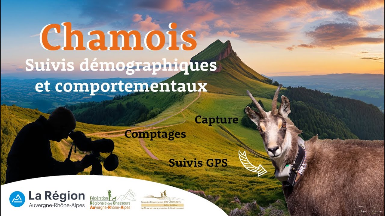 TRACES – Étude de la dispersion du chamois