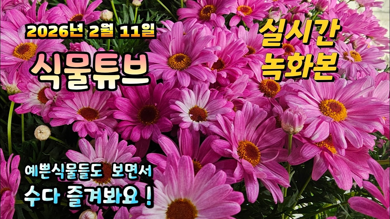2026년 2월 11일 실시간 방송으로 예쁜식물들 시청 하시면서 수다 즐겨봐요 #양재꽃시장 #식물튜브 #식물아빠