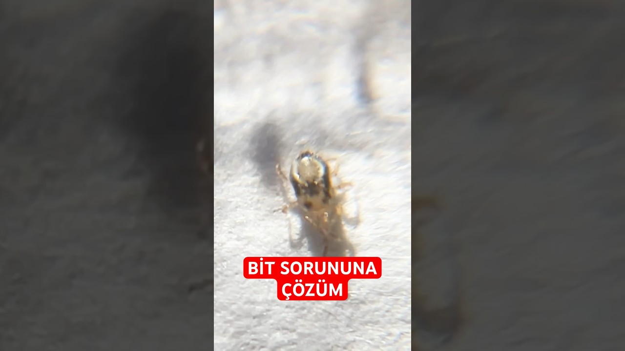 Bit sorununa kesin çözüm