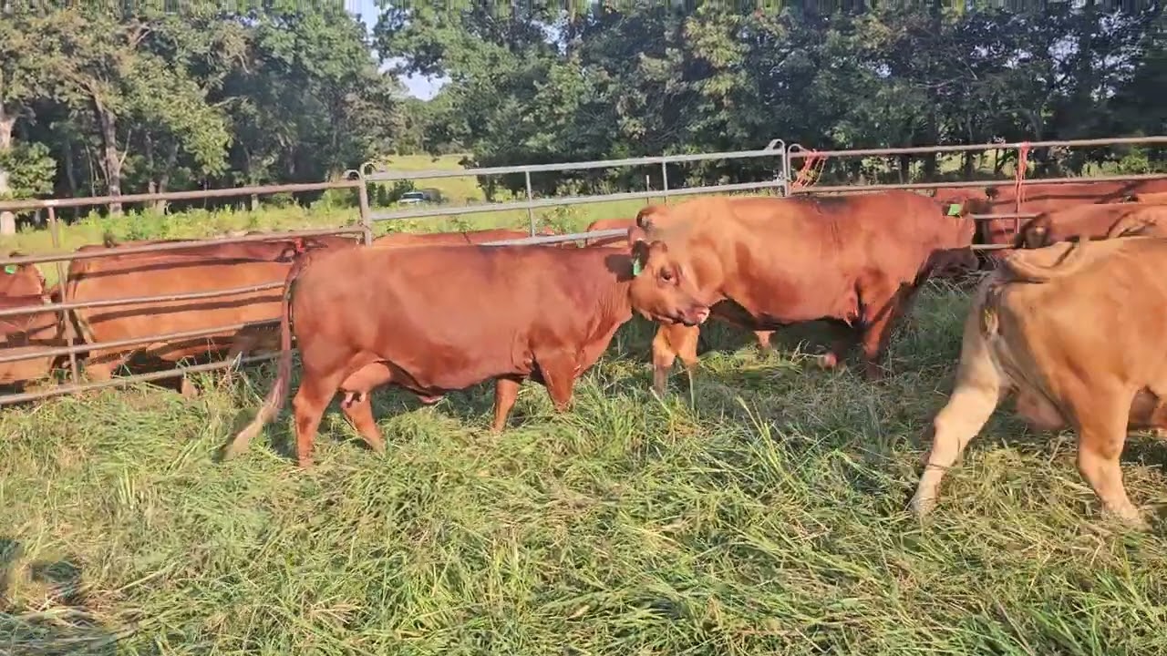 Where cows go that don't make the cut, at Better pastures Farm!!!!!!!