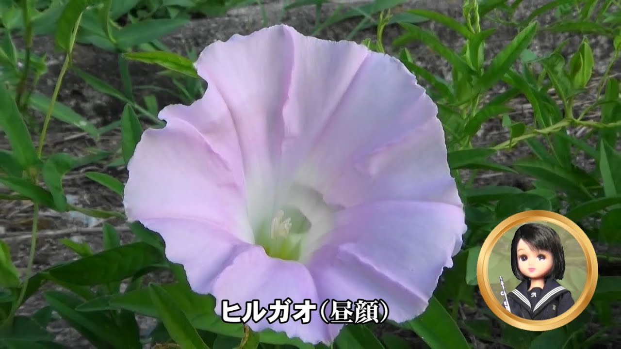 30秒の心象風景31439・ヒルガオ（昼顔）～線路脇の野草～