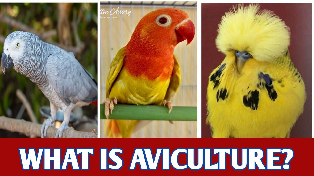 What is Aviculture?