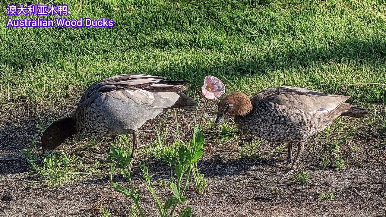 Birding in Australia, 澳洲观鸟