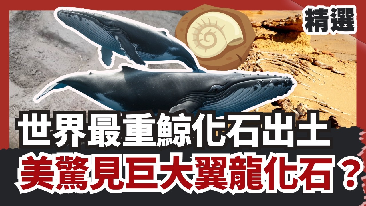 世界最重鯨化石震撼出土！美國驚見巨無霸翼龍化石？遠古植物揭史前真相【#HOT話題大串燒】#化石#恐龍#美國#鯨魚#出土