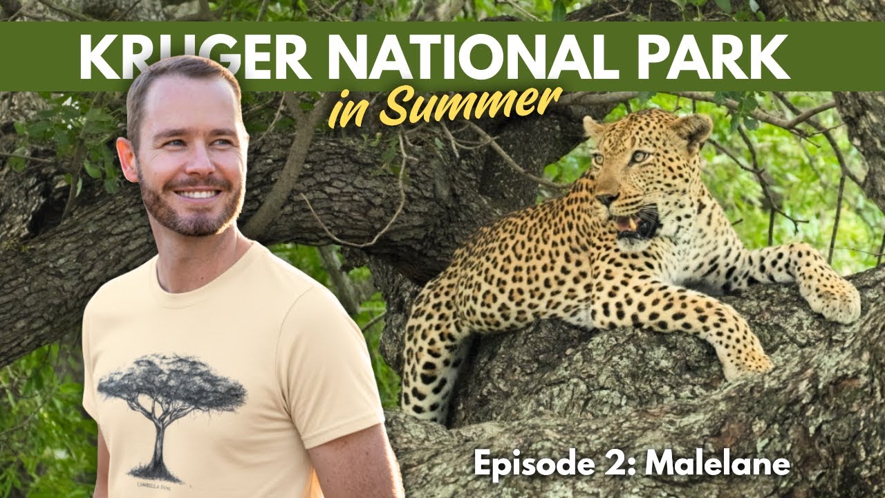 My Best Leopard Sightings EVER in The Kruger National Park!