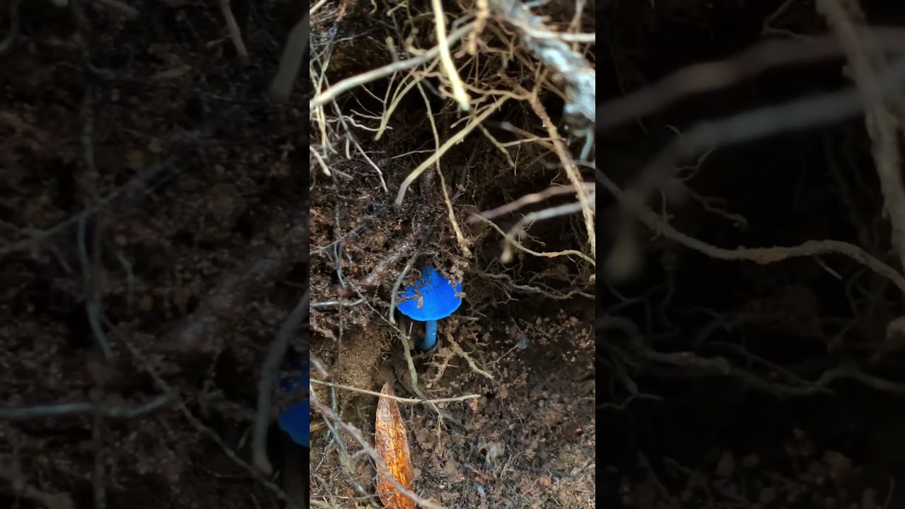 The blue mushroom - Entoloma hochstetteri in New Zealand #fungi #mushroom #auckland