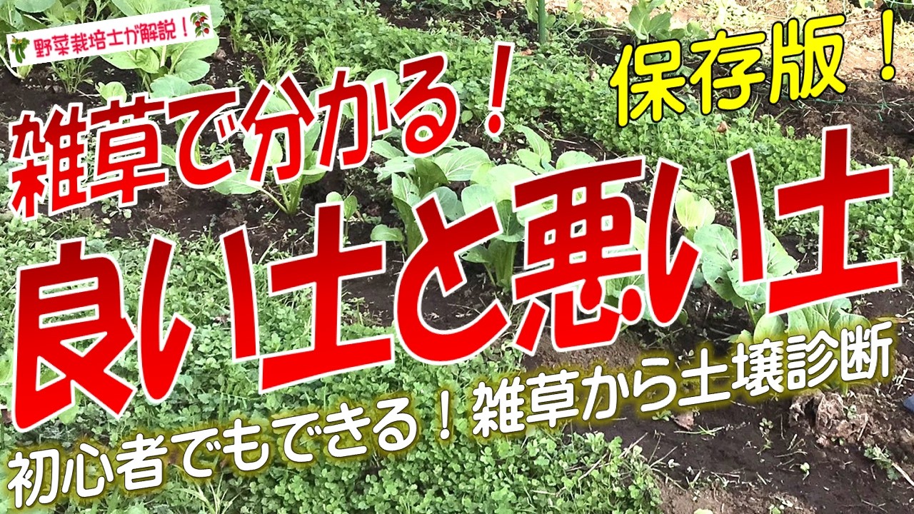 雑草から土壌診断！自分で無料で土壌の状態を知る方法（次作の土作りに失敗しない！土壌と雑草の基本）
