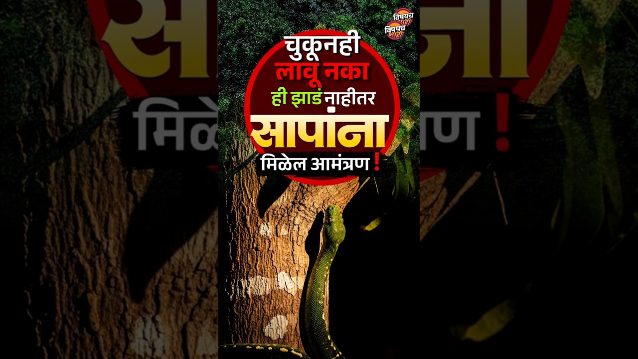 Snake Facts : चुकूनही लावू नका 'ही ' झाडं नाहीतर सापांना मिळेल आमंत्रण ! | Vishaych Bhari