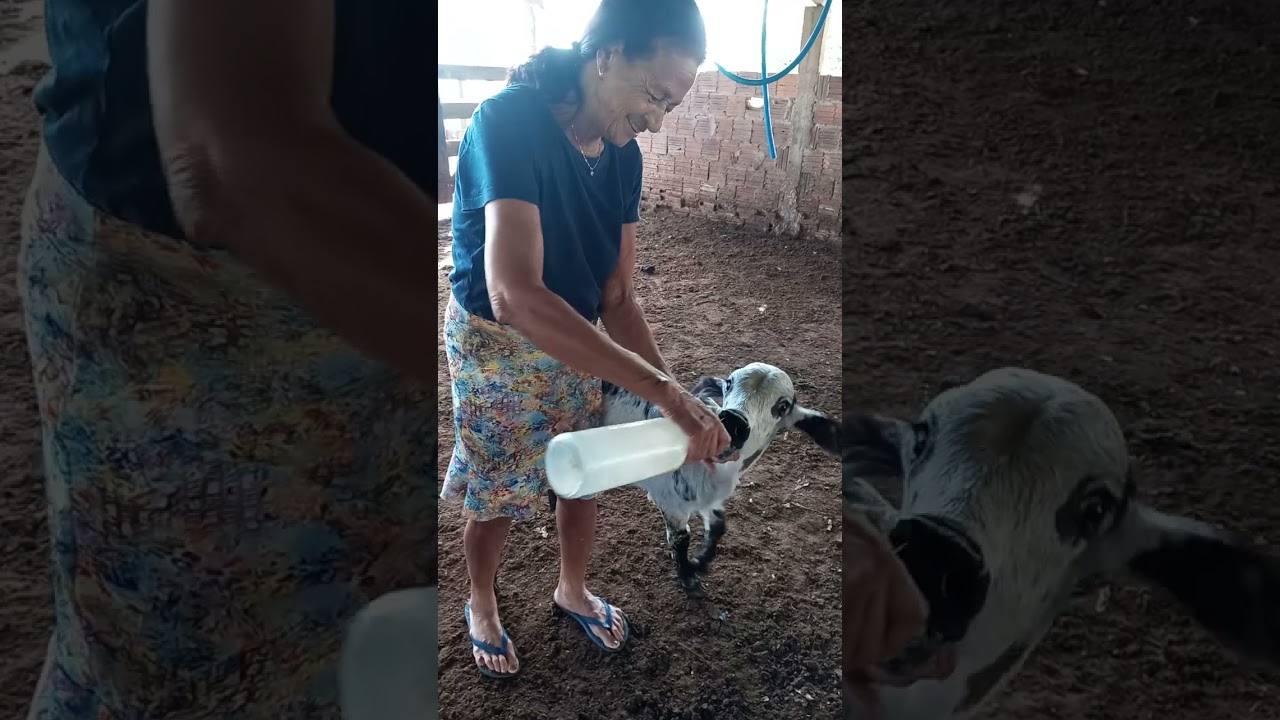 Mais um Bezerro para da leite na mamadeira.