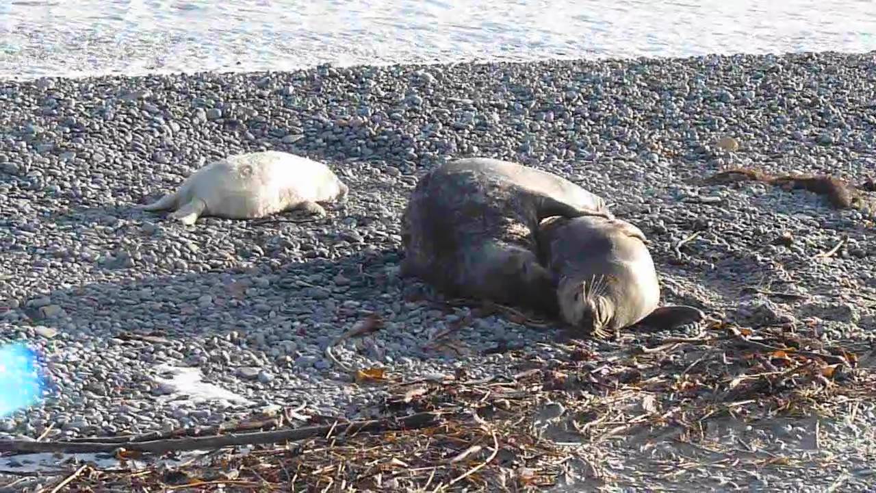 Paarung der Kegelrobben am Nordseestrand