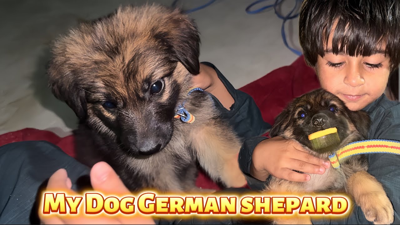 My Puppy Dog | German Shepard 🦮