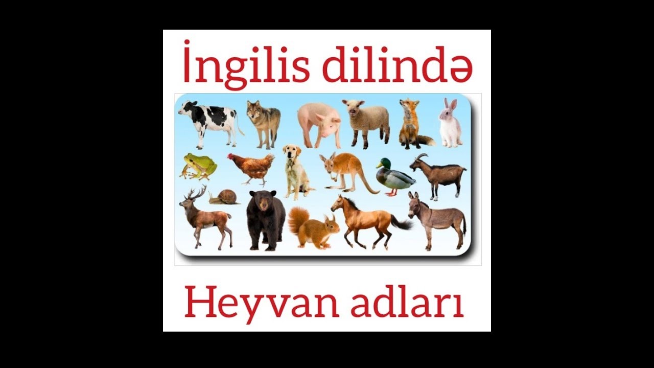 Ingilis dilinde heyvan adlari
