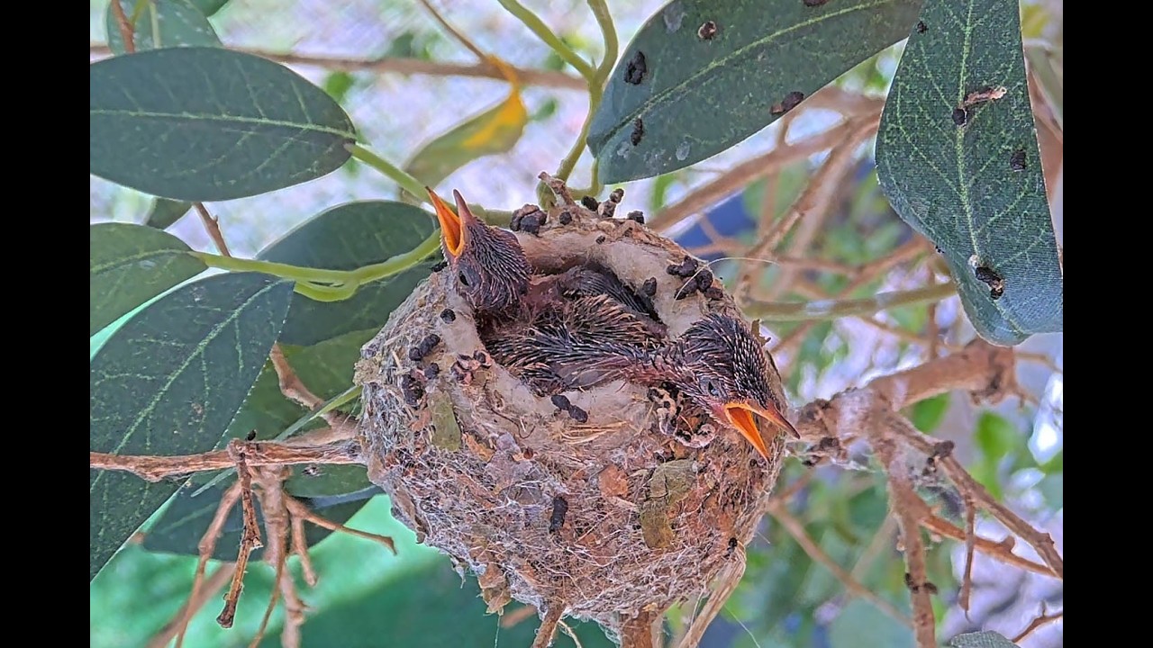 Mother Humming bird tries to protect her chicks from the heat - Chicks are very hot! #babybirds