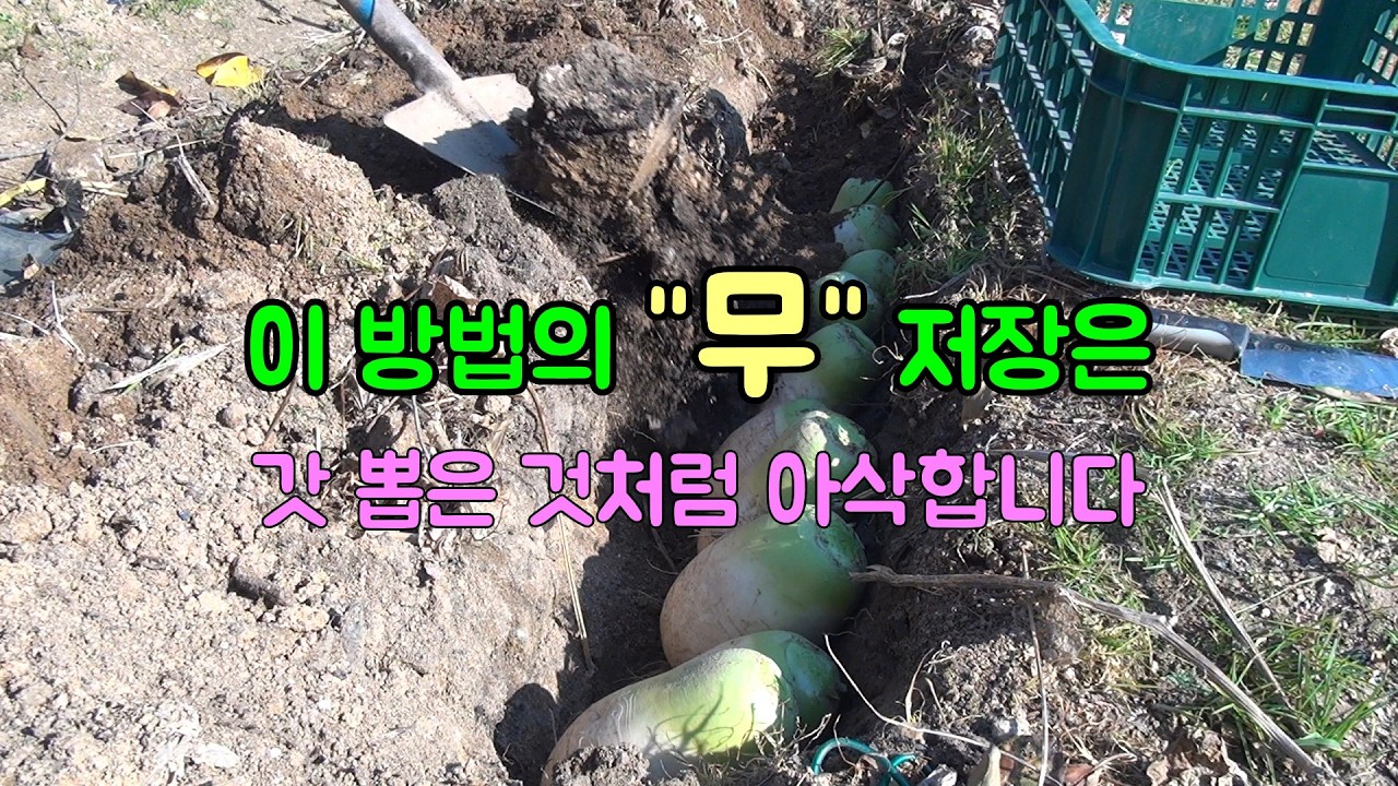 냉장고보다 10배 낫다! 땅속에 무를 세워 묻었을 때 생기는 놀라운 변화