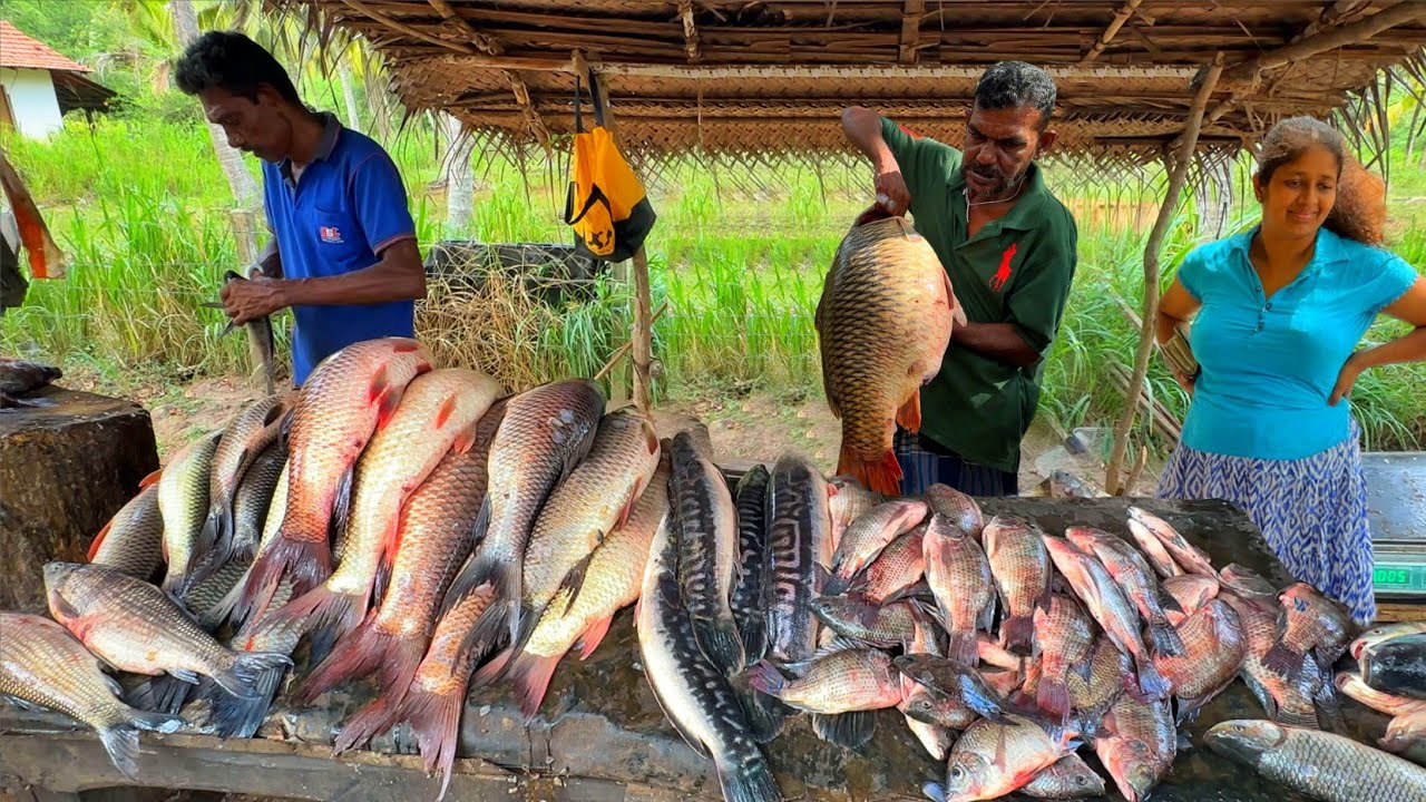 Wow! Hidden in a Picture Calm Fish Paradise |Cutting MASSIVE Giant Snakehead & Rohu Fish in Village