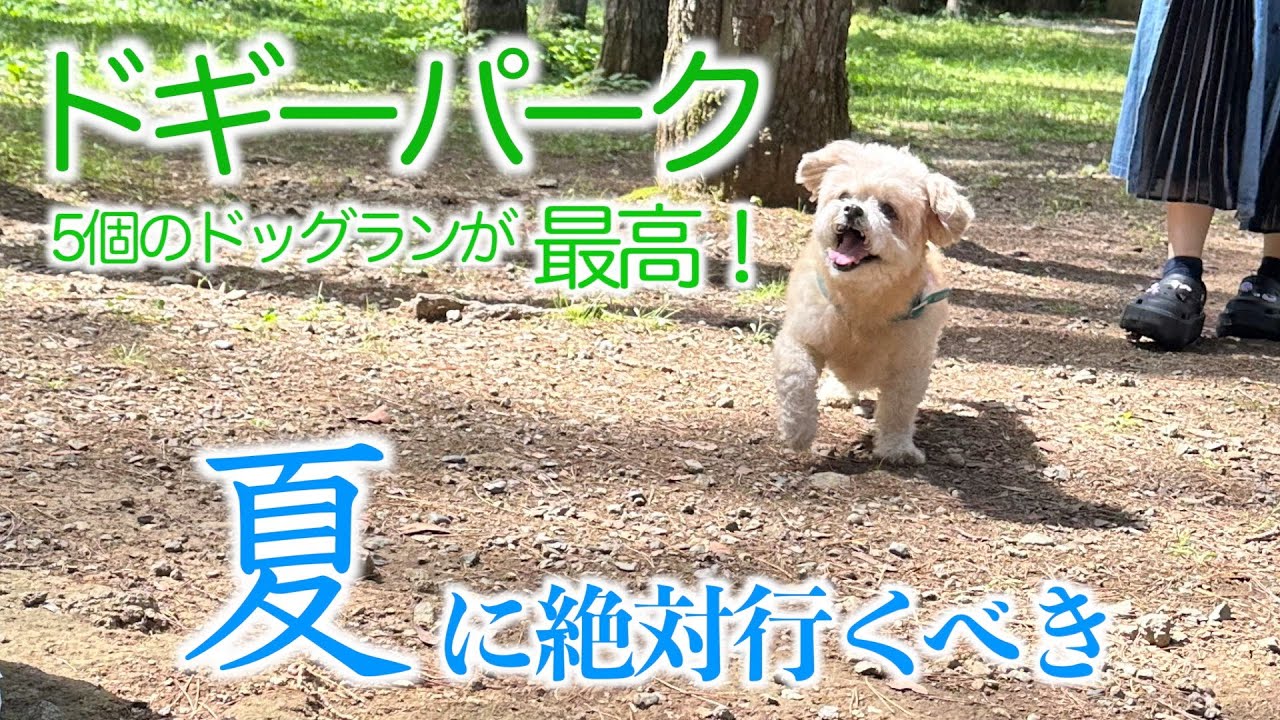 気分で選べる5個のドッグランが最高すぎる！夏でも涼しい樹海の森。　#ドギーパーク#すばるランド#富士吉田#犬とお出かけ#富士山#犬のいる生活 #ゴールデンドゥードル #シーズー#トイプードル