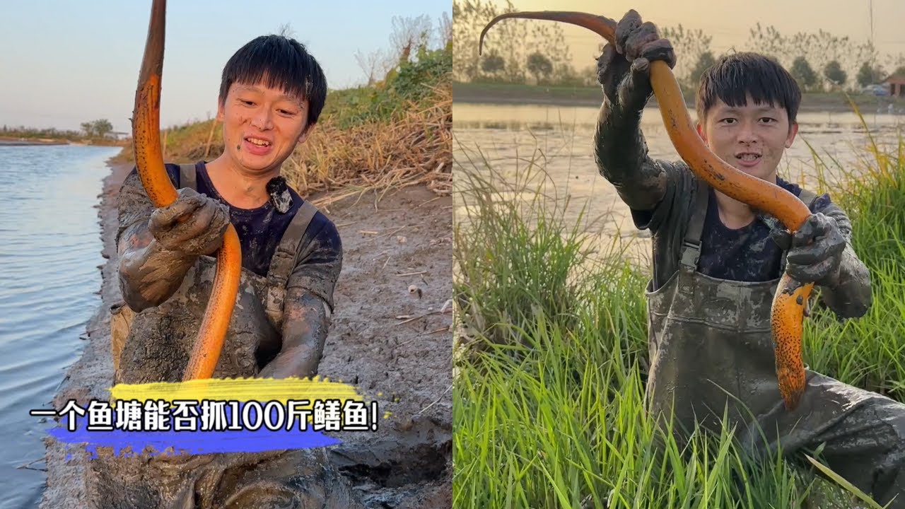 水猴子免费包塘抓黄鳝跟老板一人一半，看看这个鱼塘能否抓100斤鳝鱼！