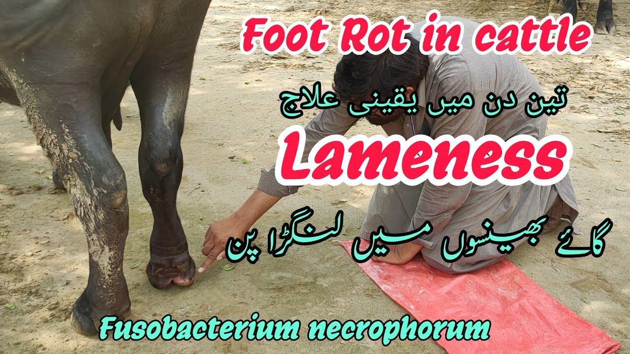 Lameness In Cow And Buffalo Treatment | Foot Rot Treatment And Diagnosis In Cattle And Buffalo