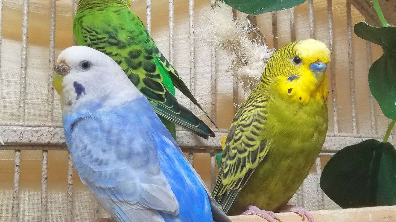 10 Hr Happy Singing & Eating Parakeet Budgies Birds, Reduce Stress of Lonely Quiet Birds