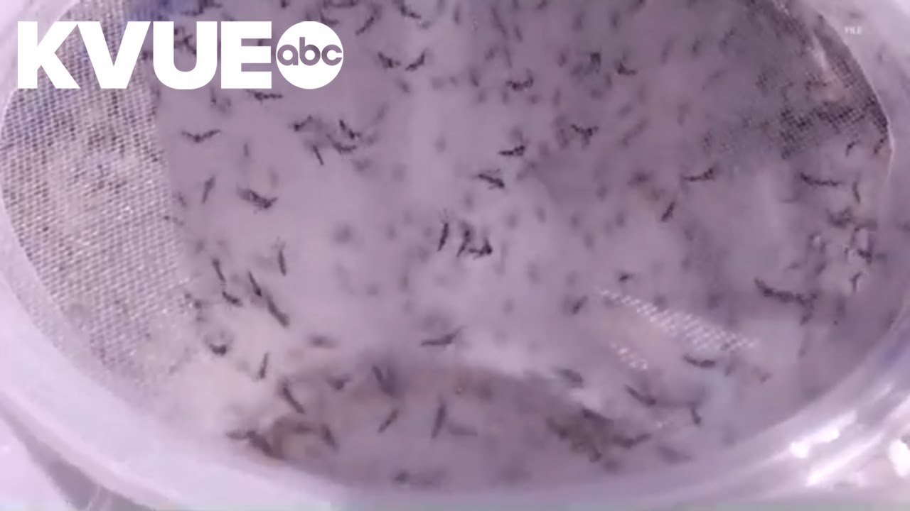 Mosquitoes test positive for West Nile virus in Williamson County