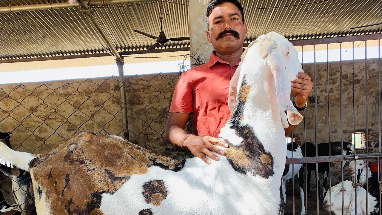 Tellest Gujri Goat of Rajasthan Goat Farm
