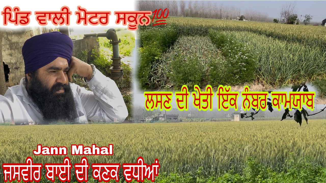 Jann Mahal ਜਸਵੀਰ ਬਾਈ ਦੀ ਫਸਲ ਵੀ ਵਧੀਆ✅Farmer Life🌿Sarbjit Vloger🙏❤️