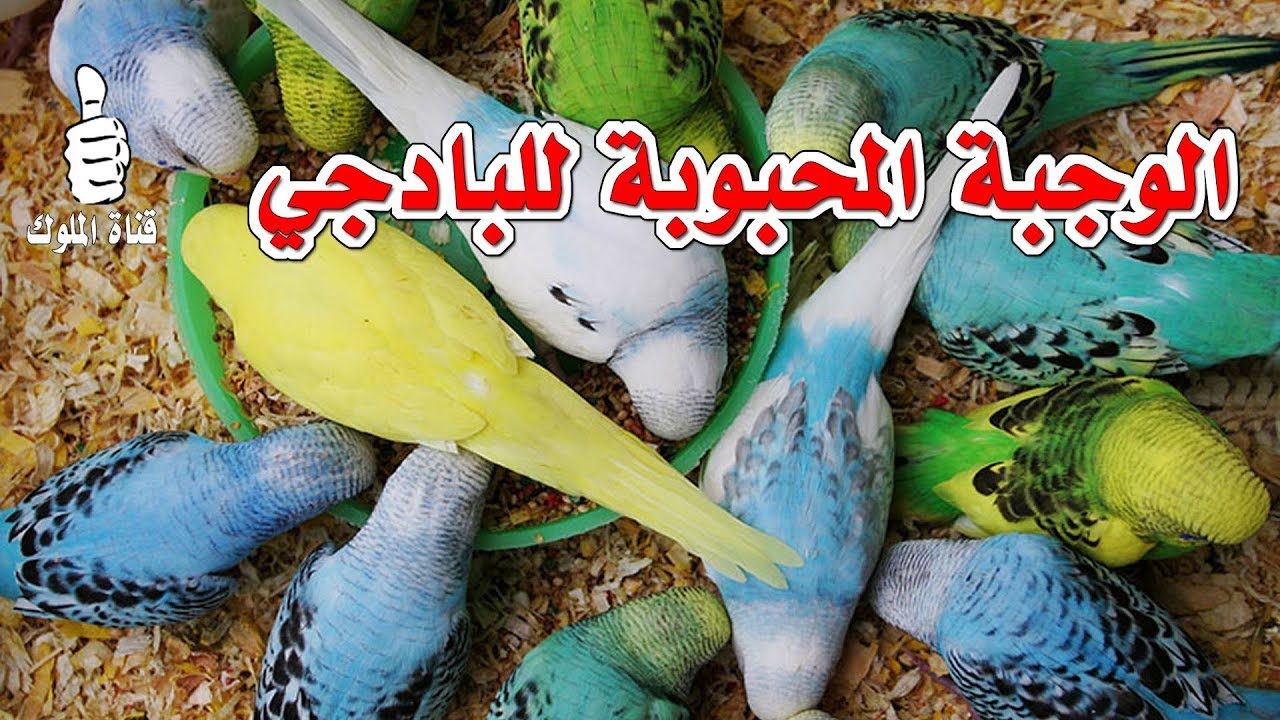 الوجبة المحبوبة لطيور البادجي