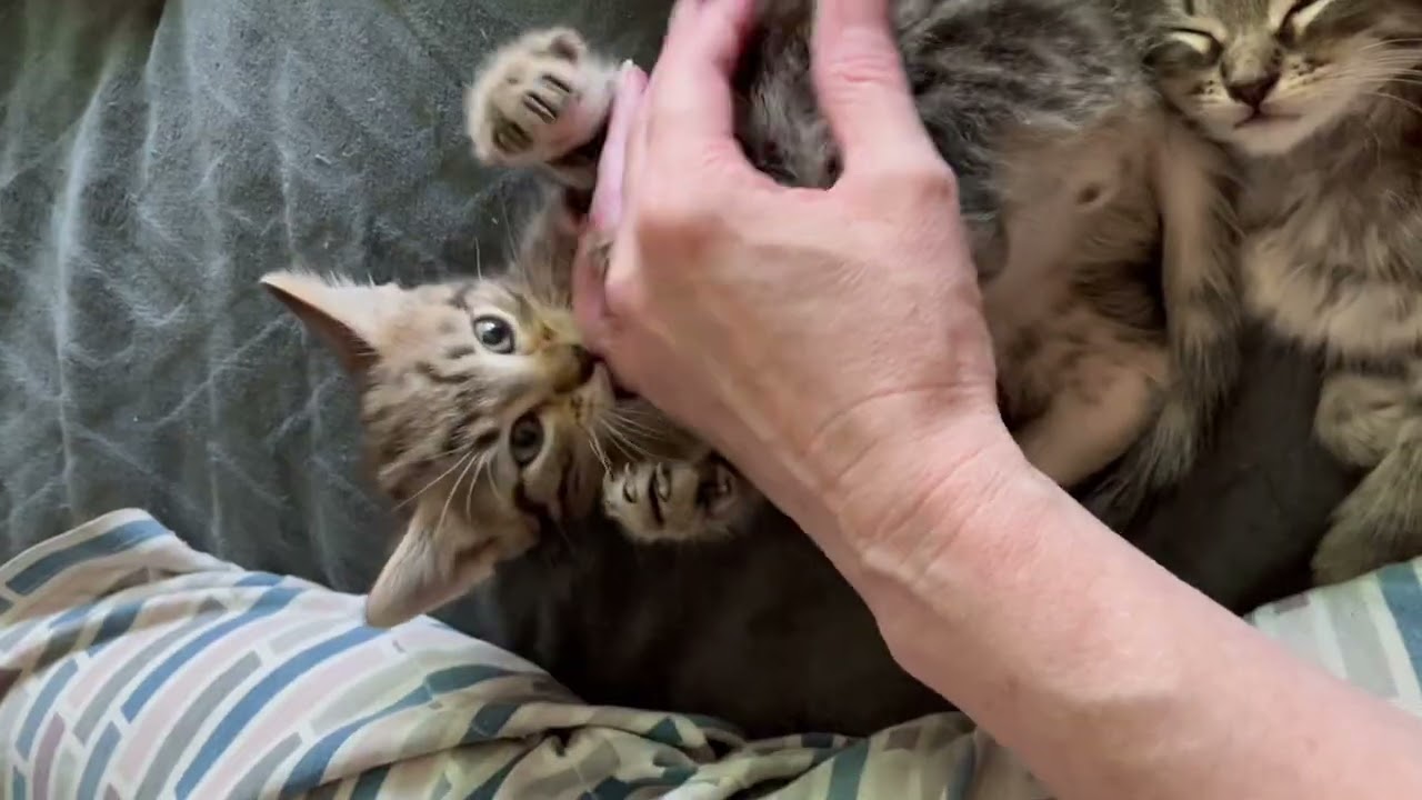 The new babies full videos 