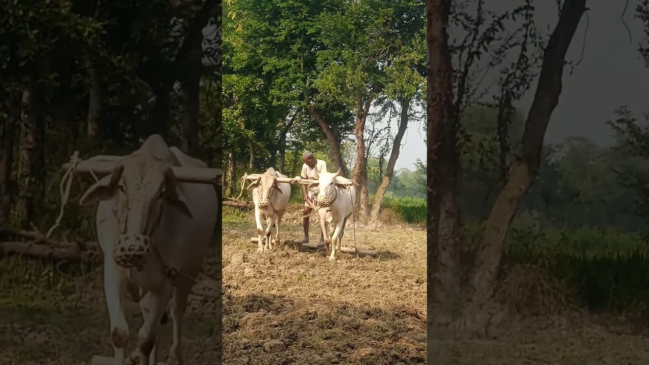 #oxploughing #traditionalfarming #traditional #video #shorts