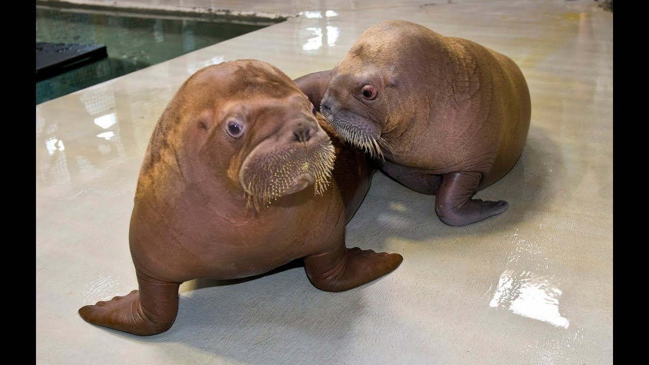 WEB EXTRA: Baby Walruses Becoming Fast Friends At SeaWorld Orlando