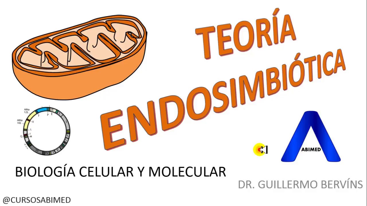 ¿Qué es la Teoría Endosimbiótica?, Mitocondrias l Biología Celular y Molecular
