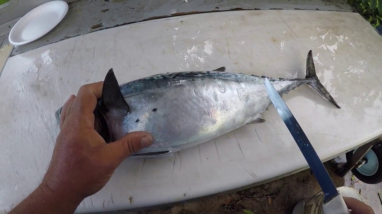 HOW TO CLEAN AN ATLANTIC BONITO