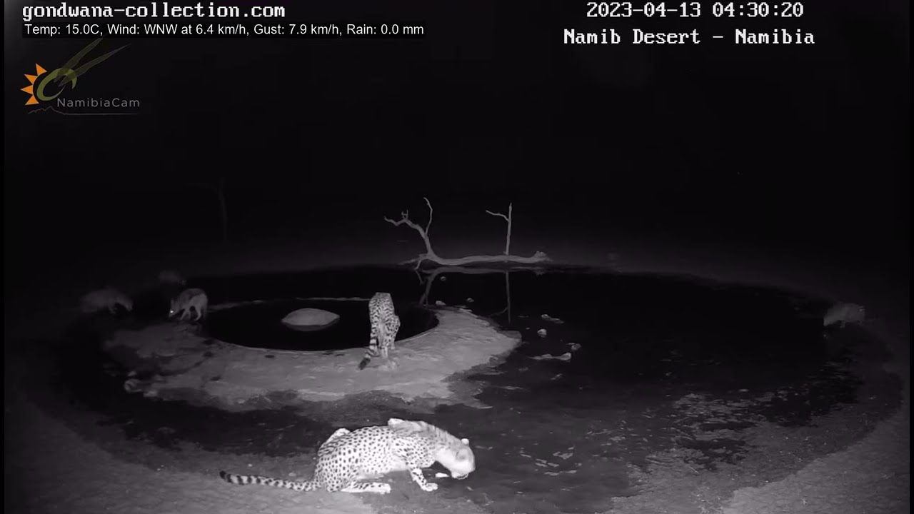 Will the jackal survive the cheetahs?