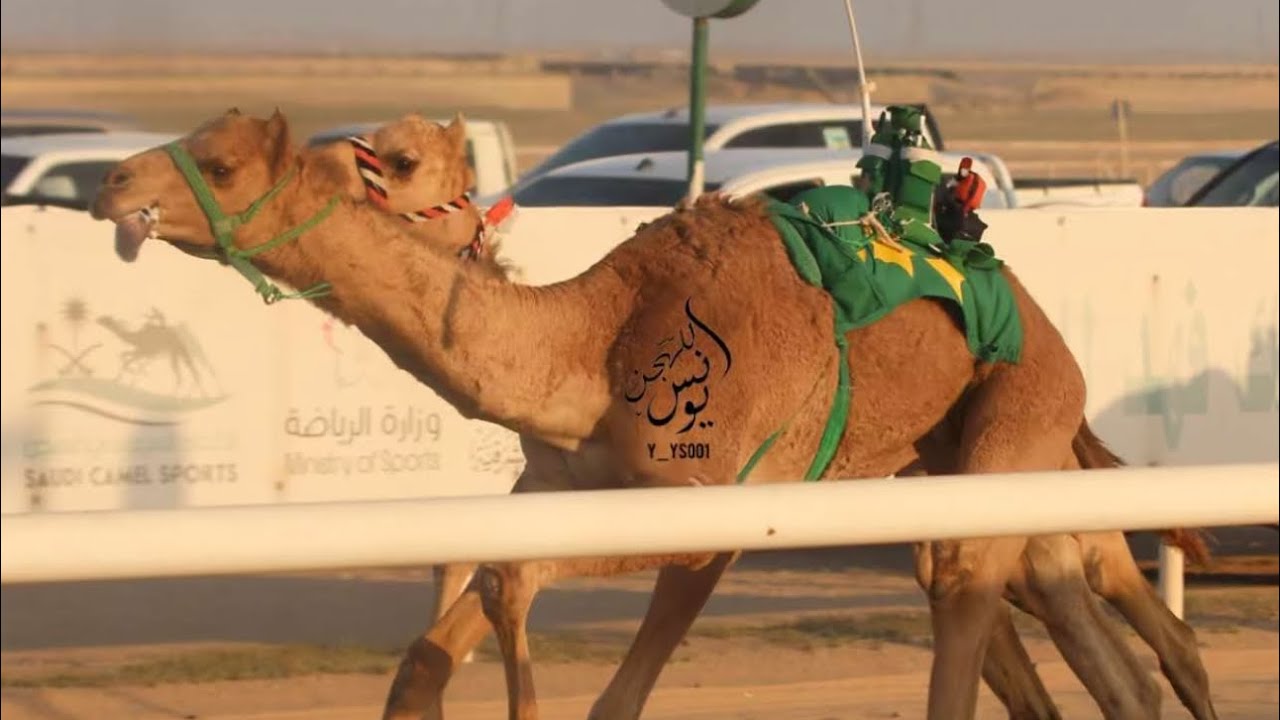 الجاذب : ناصر سعود حمود آل شافي