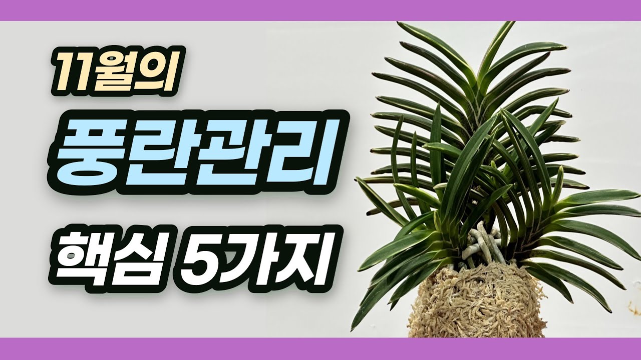 11월 풍란관리 핵심 5가지