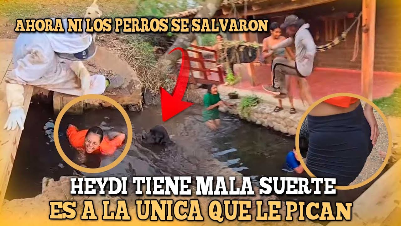 Heydi fue atacada por otro enjambre de abejas, va bien hinchada de las nalgas