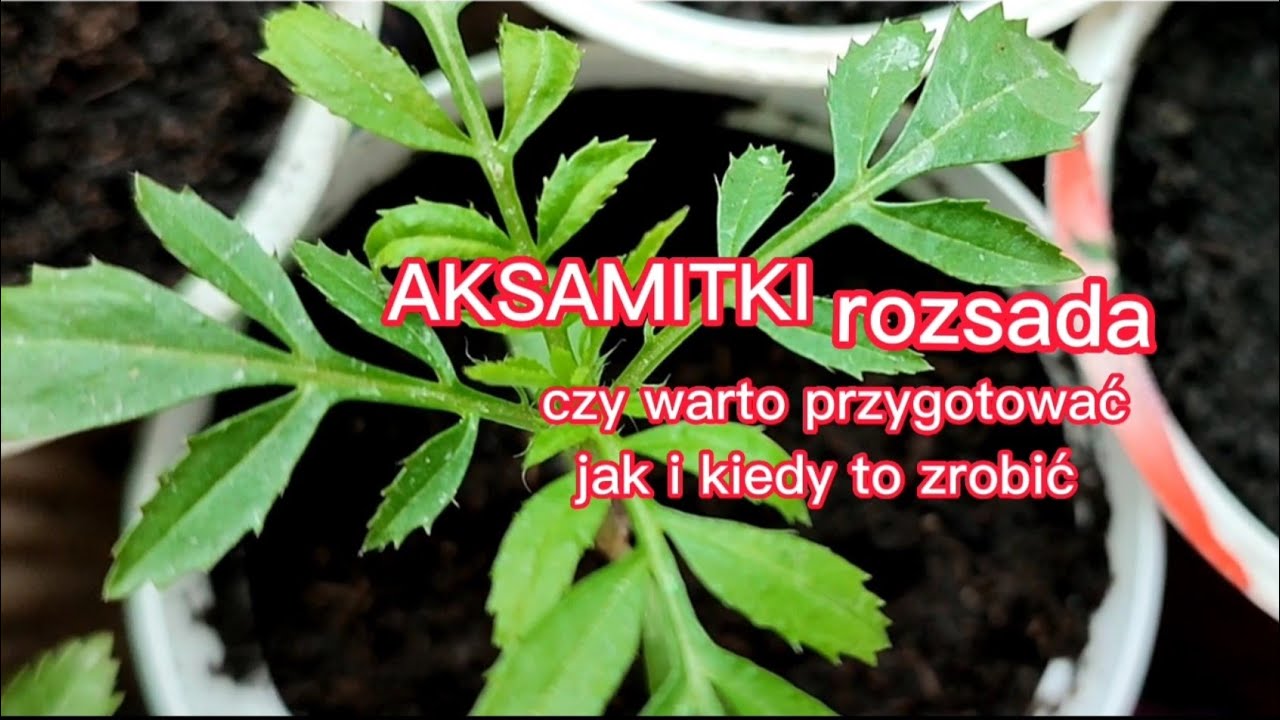 Aksamitki czy warto przygotować rozsadę? Jak kiedy to zrobić?