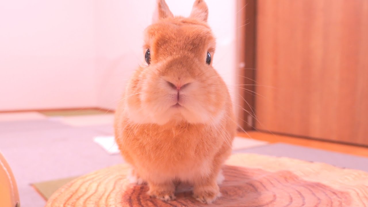 飼い主とミミが揃うと目を輝かせてこちらを見つめてくるムギが可愛かった【No.1590】