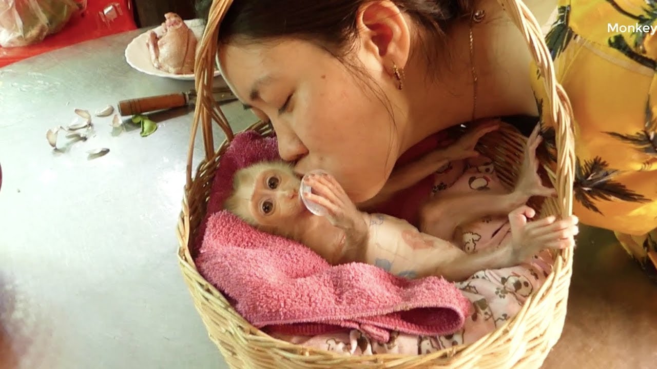 Wow Amazing!Baby Monkey Donal Do Exercise By Cuddle Swing Outside _ Donal Happy To Chasing With Cat