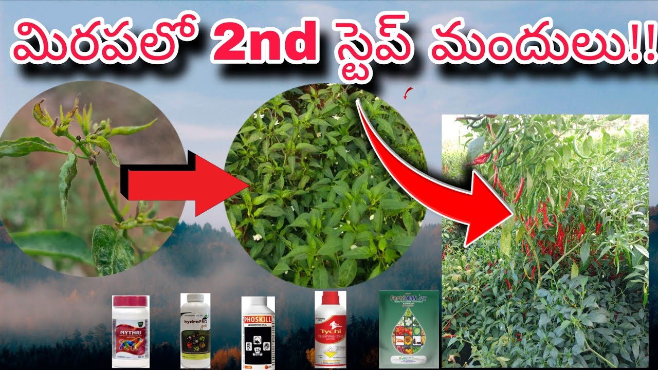 #మిరపలో #2nd స్టెప్  కోసం!! #తక్కువ ధరలోనే నల్లినీ వెంటాడే మందులు #పిచ్చి పిచ్చి పూతలు వీటితో సాధ్యం