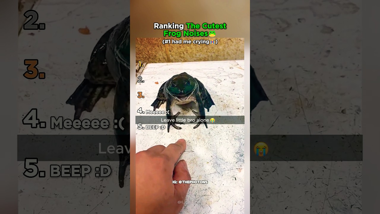 Рейтинг самых милых лягушачьих звуков 🐸