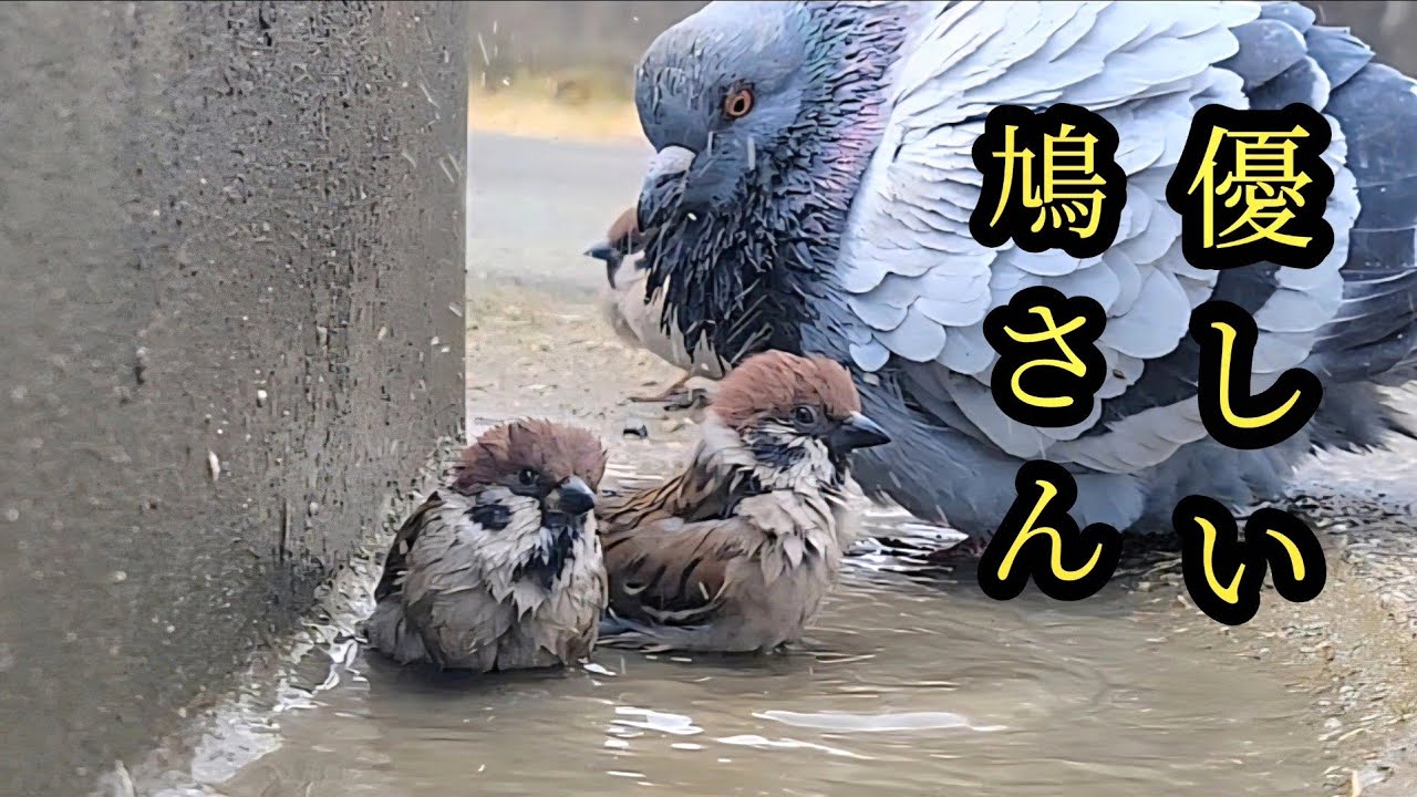 チュンを見守る鳩さん　【すずめ日記】