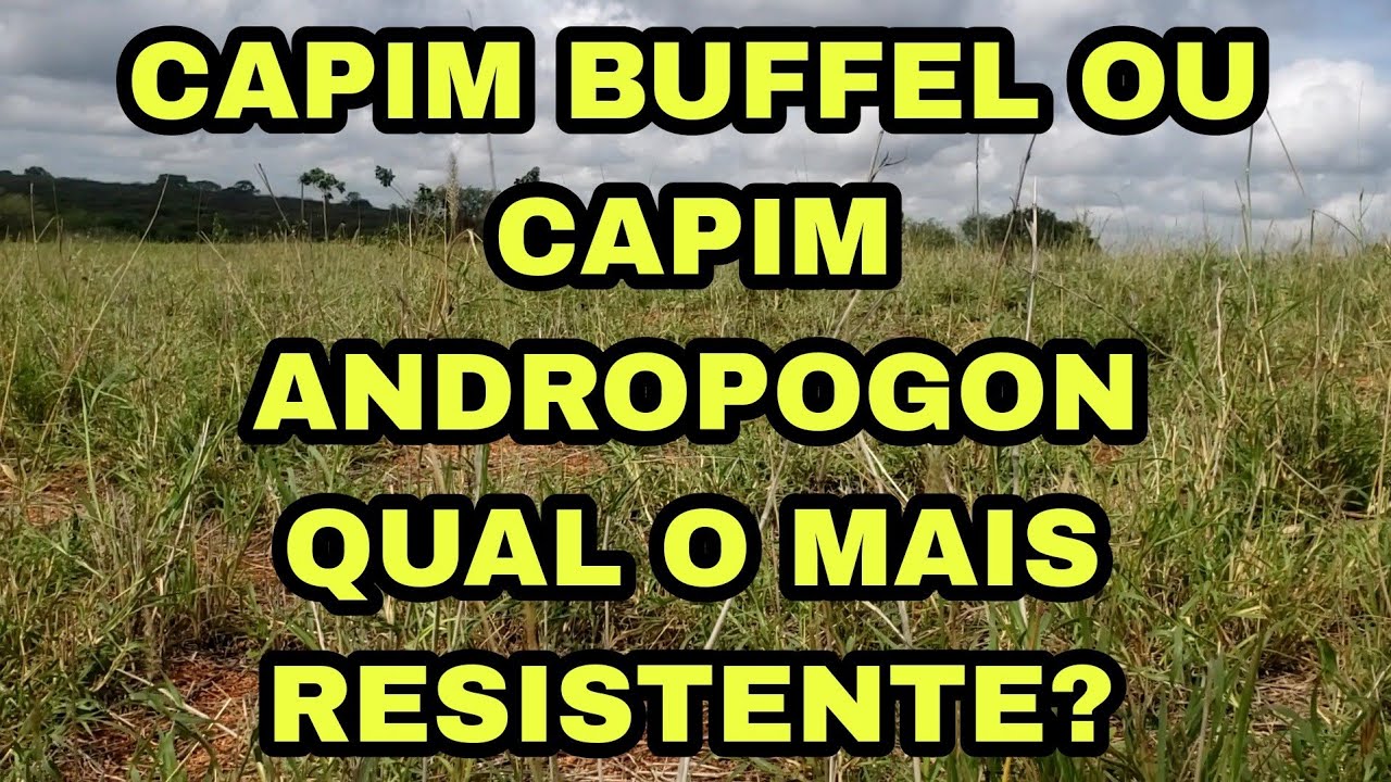 CAPIM BUFFEL OU CAPIM ANDROPOGON PARA QUEM CRIA GADO SINDI E TEM POUCA TERRA
