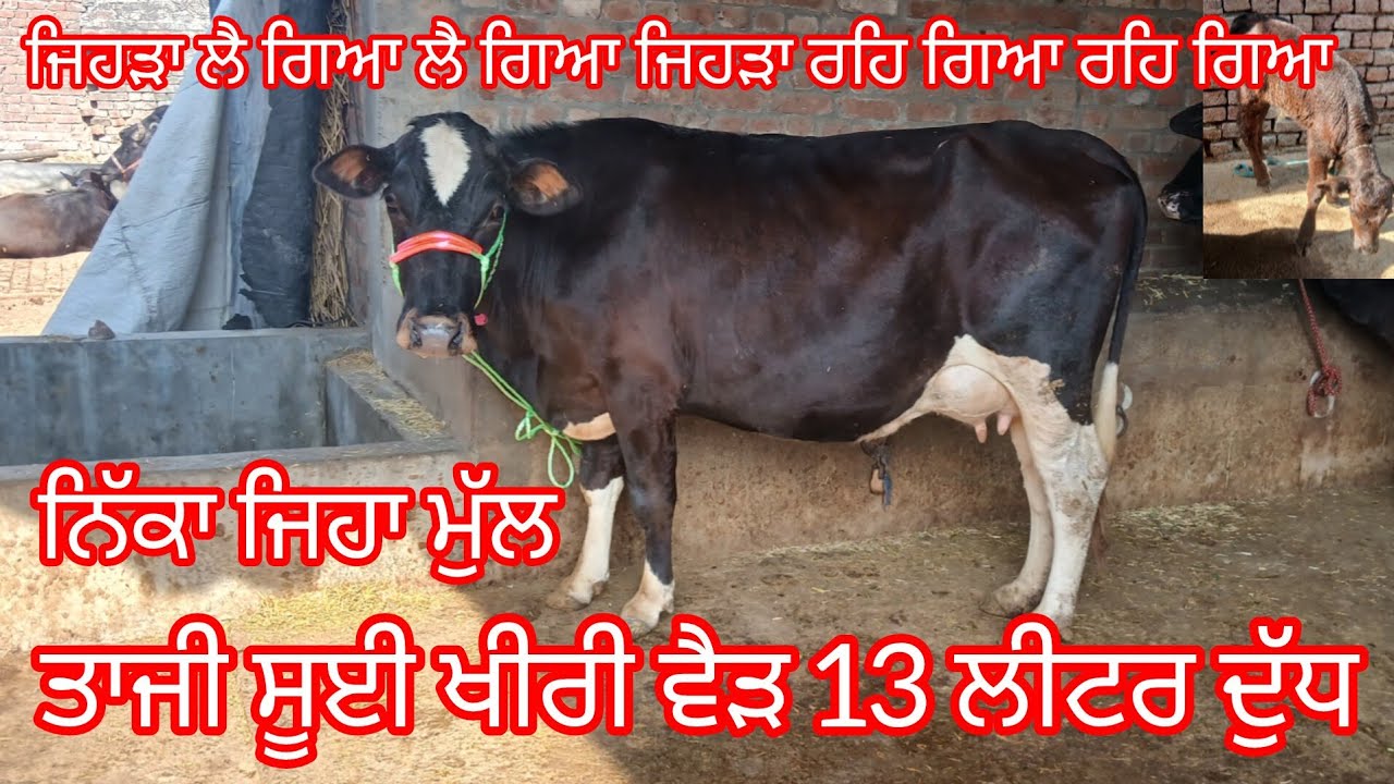 ਫੋਨ 7710719475 ਤਾਜੀ ਸੂਈ ਵੈੜ ਮੂੰਹੋਂ ਖੀਰੀ 13 ਕਿਲੋ ਦੁੱਧ ਤਿਆਰ ਬਿਲਕੁਲ ਜਾਇਜ਼ ਰੇਟ #cow for sale 