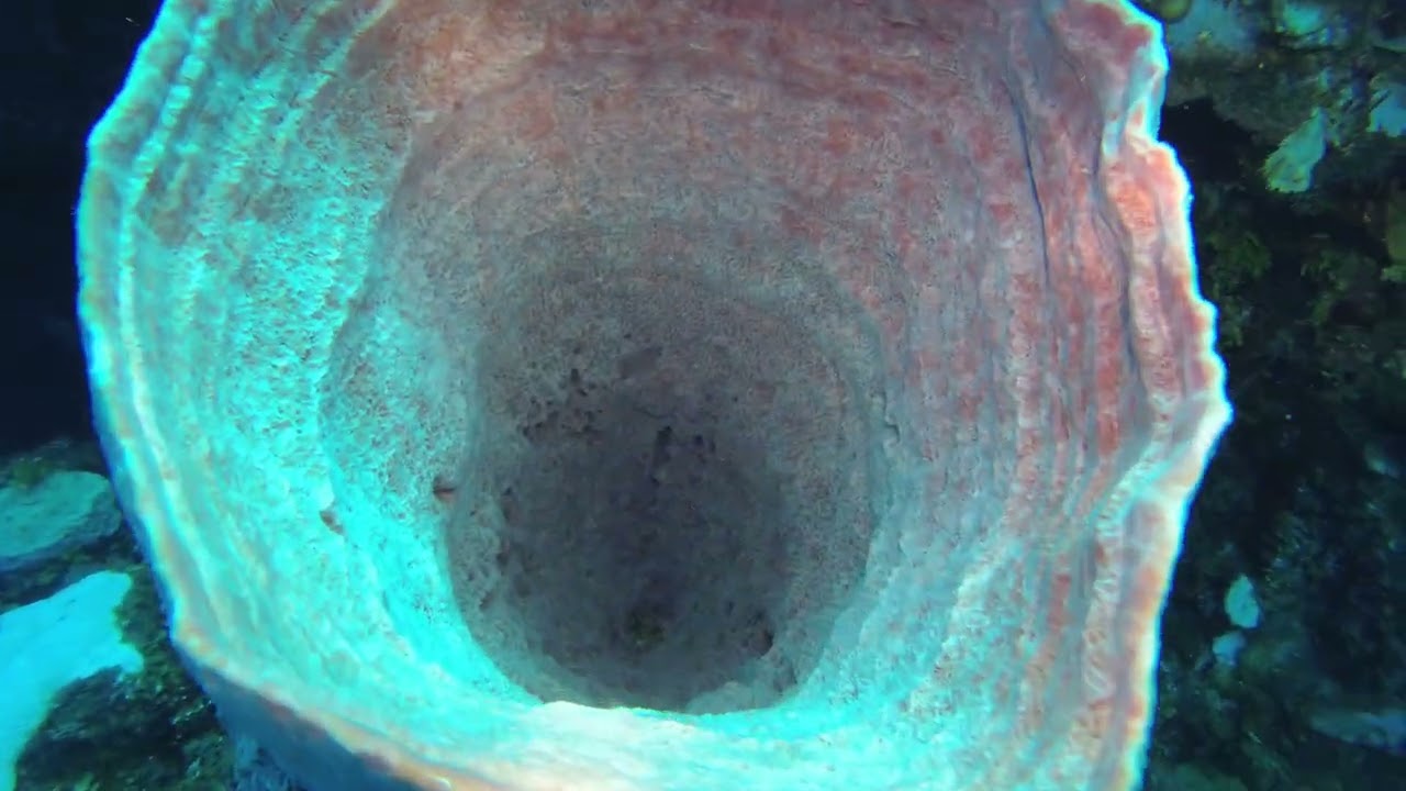 Little Cayman '23   Day 2   Dive 1
