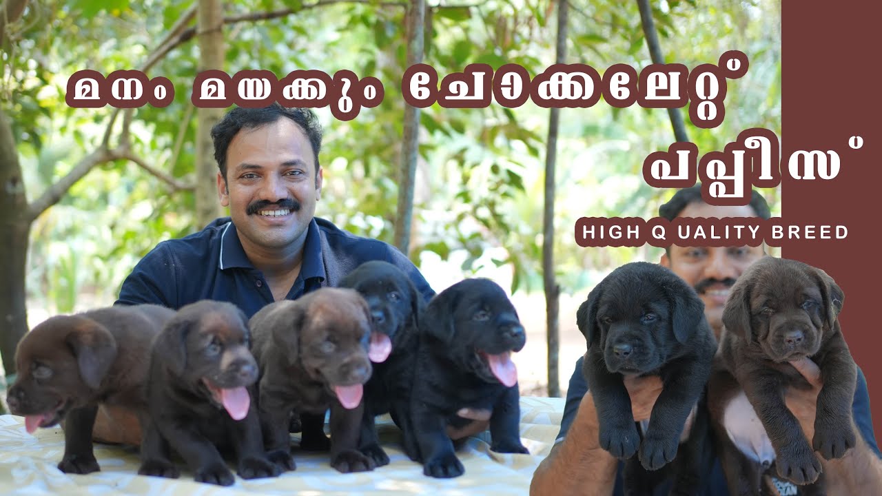 HIGH ക്വാളിറ്റി ചോക്കലേറ്റ് പപ്പീസ്
