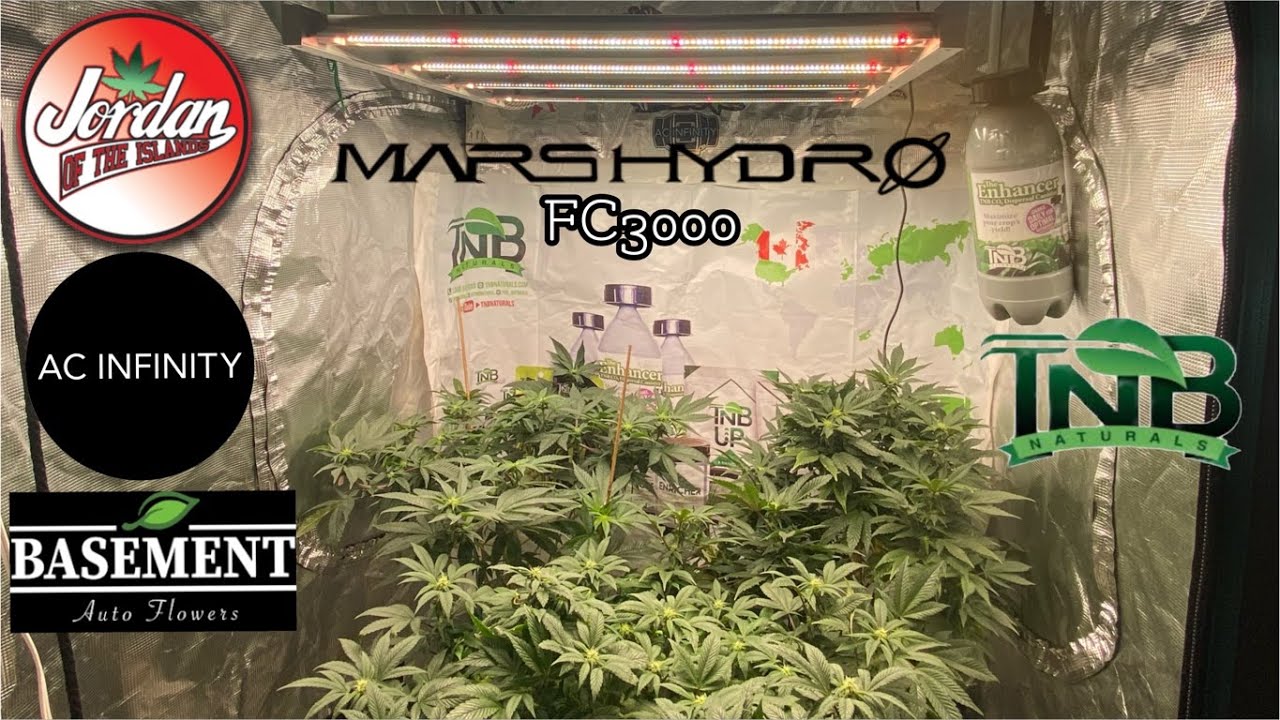 Mars Hydro Grow Journal FC3000 In a 3x3.  Wk 3 flower for the J.O.T.I God&rsquo;s Mac & God&rsquo;s Pink