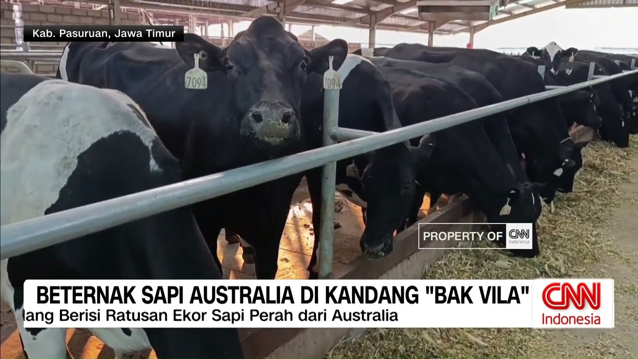 Beternak Sapi Australia di Kandang 