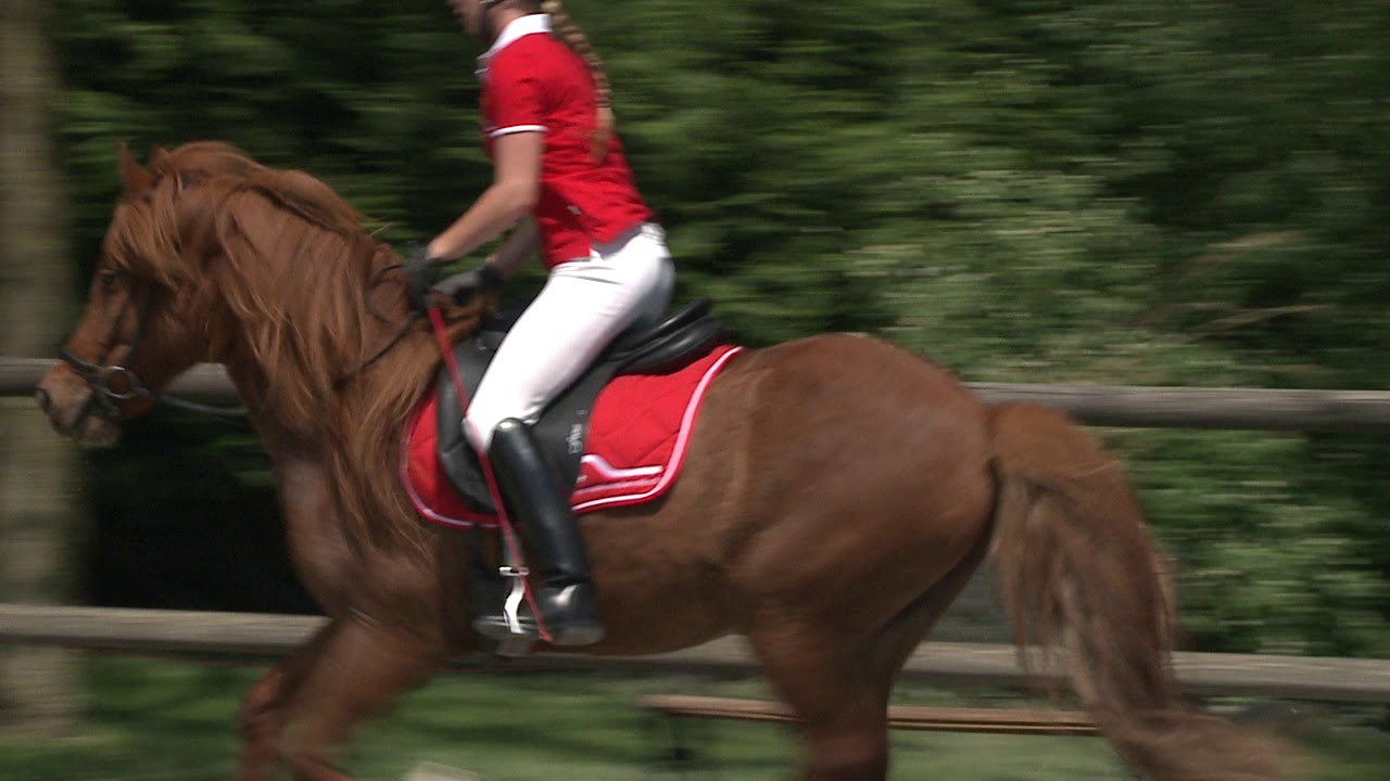 17 signalreiten